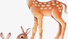 小鹿早期爆料图片高清视频,高清图片与视频揭秘幕后精彩瞬间